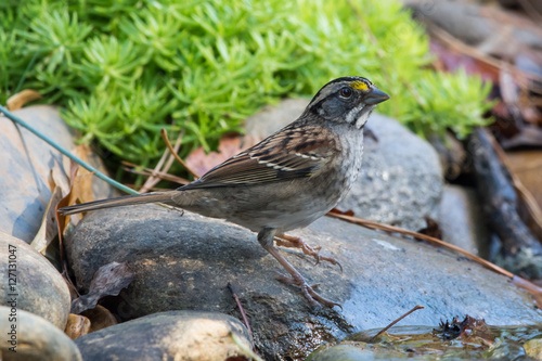 Wallpaper Mural White Throated Sparrow on the Rocks Torontodigital.ca
