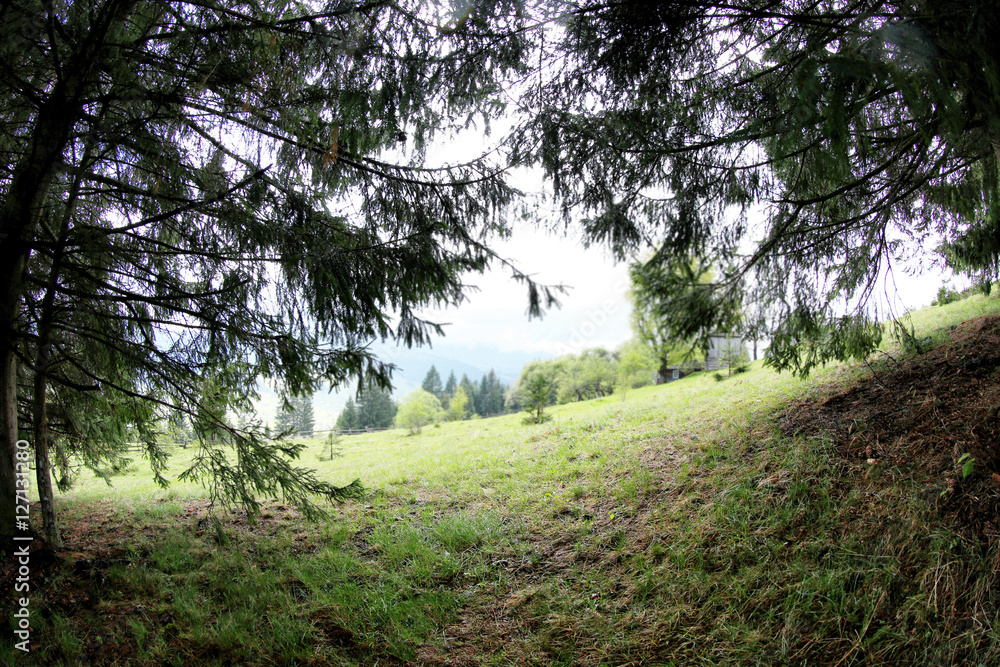 Forest green hills in mountains Forest green hills in mountains