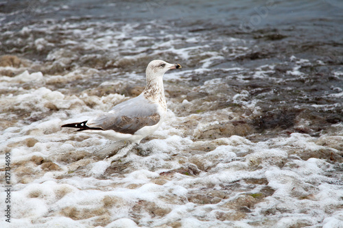 Seagull Standing On Shore In Water