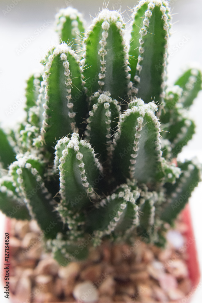 cactus cactus