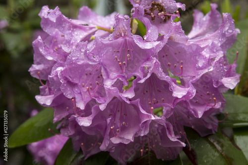 Wet lavender flowers of rhododendron in spring, Connecticut.