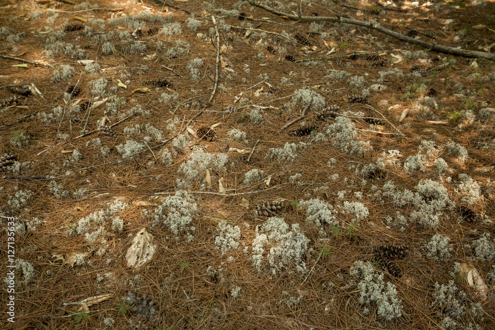 Forest floor with lichens, pine needles and cones in New Hampshi Forest floor with lichens, pine needles and cones in New Hampshi
