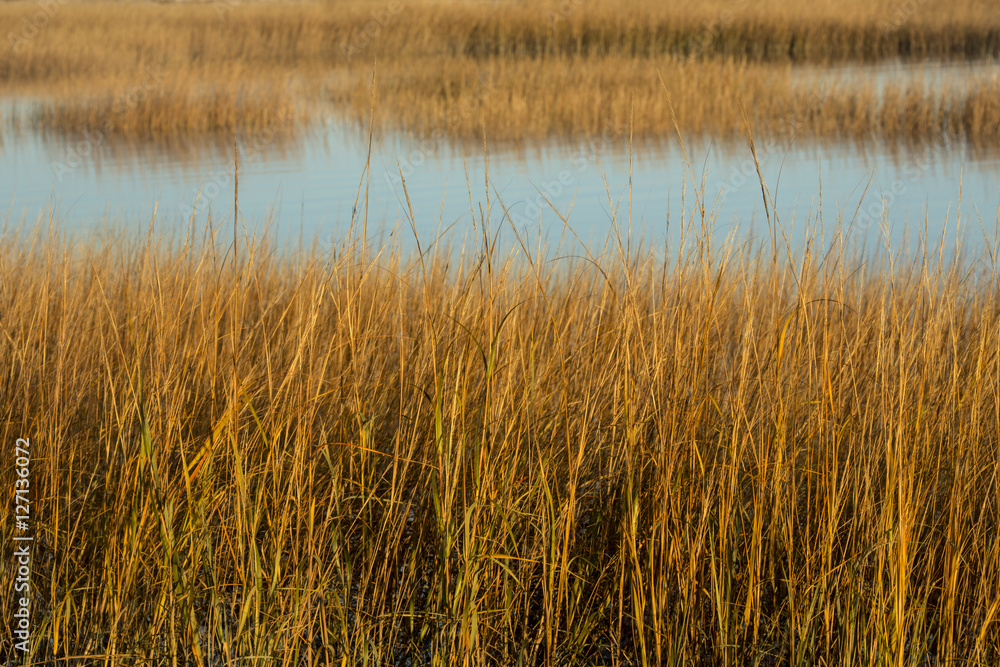 Marsh grasses at sunset in fall at Milford Point, Connecticut. Marsh grasses at sunset in fall at Milford Point, Connecticut.