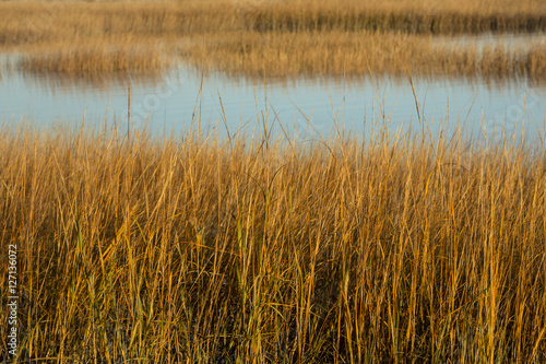 Marsh grasses at sunset in fall at Milford Point, Connecticut.
