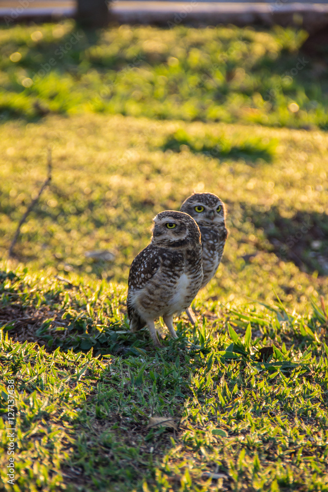 Naklejka premium Corujas observam atentas a movimentação ao final do dia