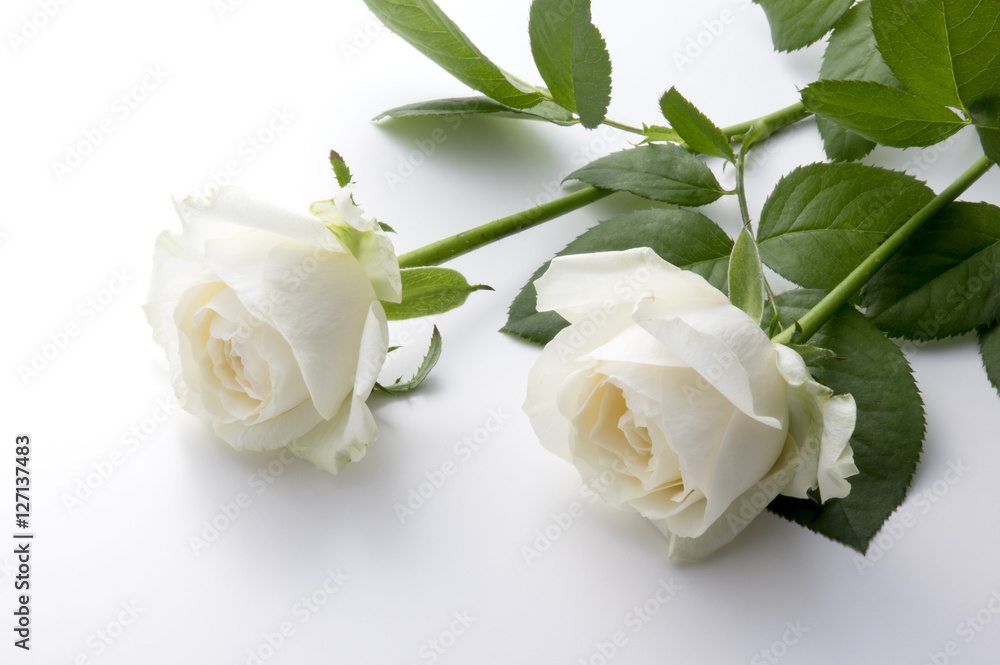 クリーム色の薔薇 クリーム色の薔薇