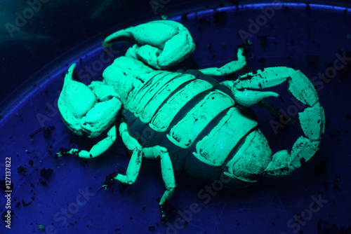 Black Rock Scorpion (Urodacus manicatus) fluoresces under a UV light
