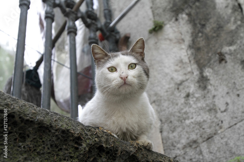 Chat sur un mur. Turquie. photo