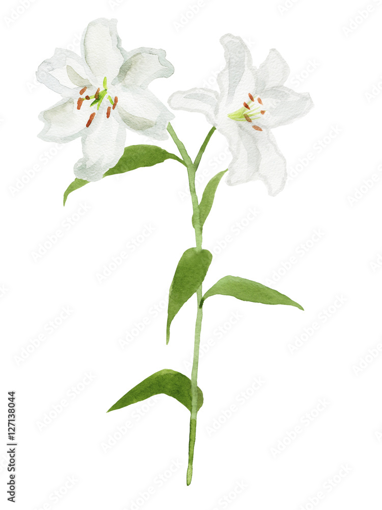 白いユリの花 水彩イラスト Stock Illustration Adobe Stock