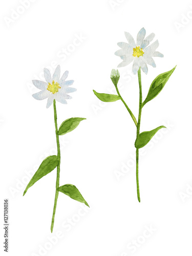 白いミヤコワスレの花 水彩イラスト Stock イラスト Adobe Stock 白いミヤコワスレの花 水彩イラスト Stock イラスト Adobe Stock