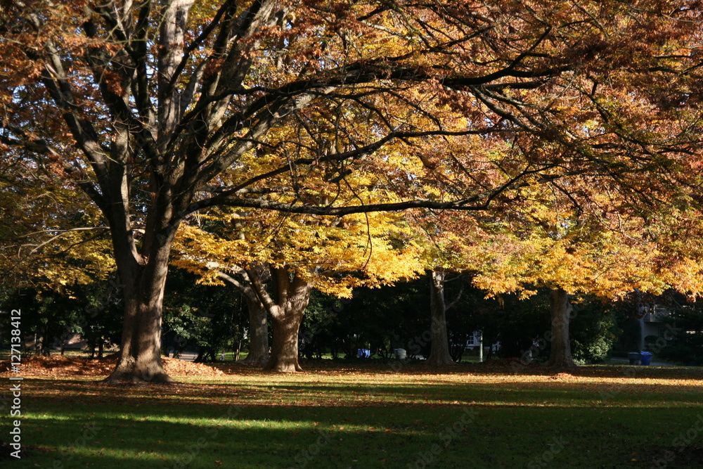 Naklejka premium Fall