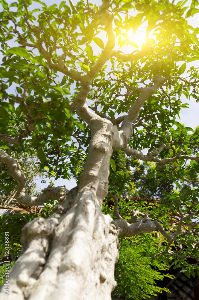 Fototapeta premium Tranquility Concept - Bonsai tree and morning light with shallow depth of field (dof)