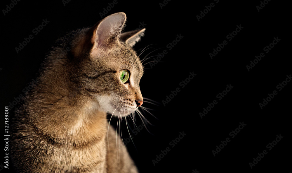 Obraz premium Шикарная кошка с зелеными глазами на черном фоне