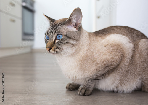 Большой кот с голубыми глазами
