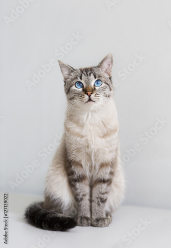 Большой кот с голубыми глазами © Marinaks