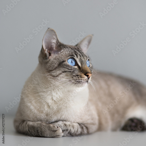 Fotografie Большой кот с голубыми глазами