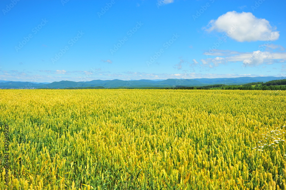 Wheat Fields Landscape Wheat Fields Landscape