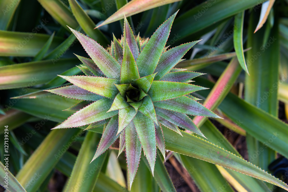 Pineapple tropical fruit growing in a farm Pineapple tropical fruit growing in a farm