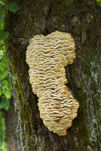Climacodon septentrionalis growing on tree