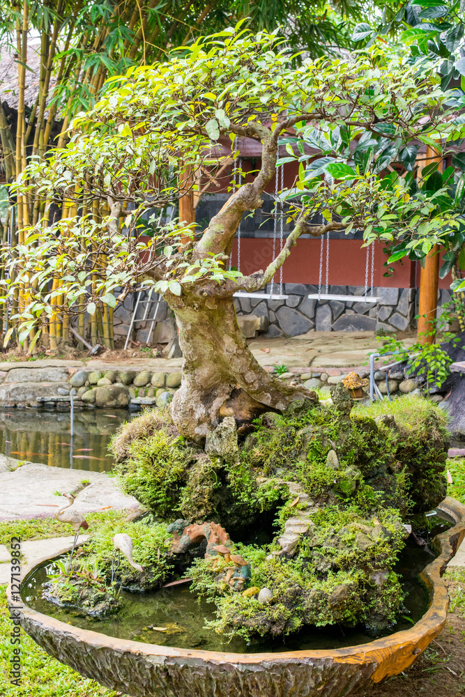 Bonsai tree on a rock in a yard