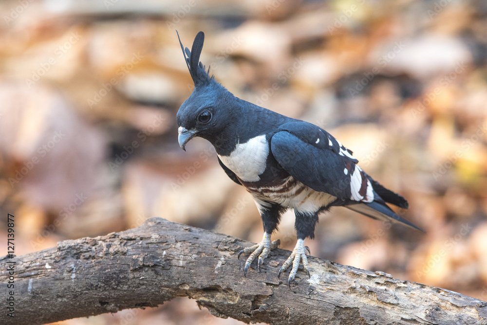 Naklejka premium Black baza ,Black-crested Lizard Hawk, (Aviceda leuphotes)
