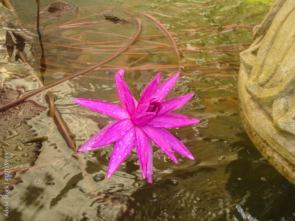 Pink Lotuses in a pond