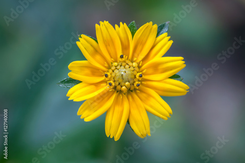 the yellow Flowers on green Background