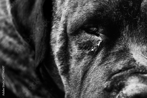 Obraz na plátne Sad monochrome domestic adult dog