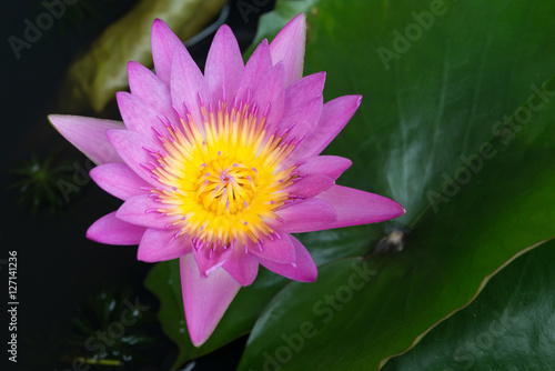 close up pink color fresh lotus blossom or water lily flower blo