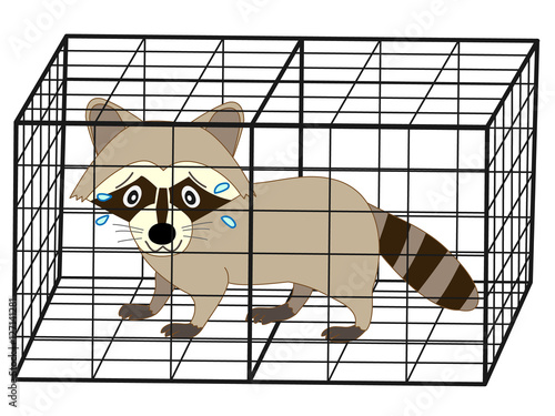 捕獲されたアライグマ