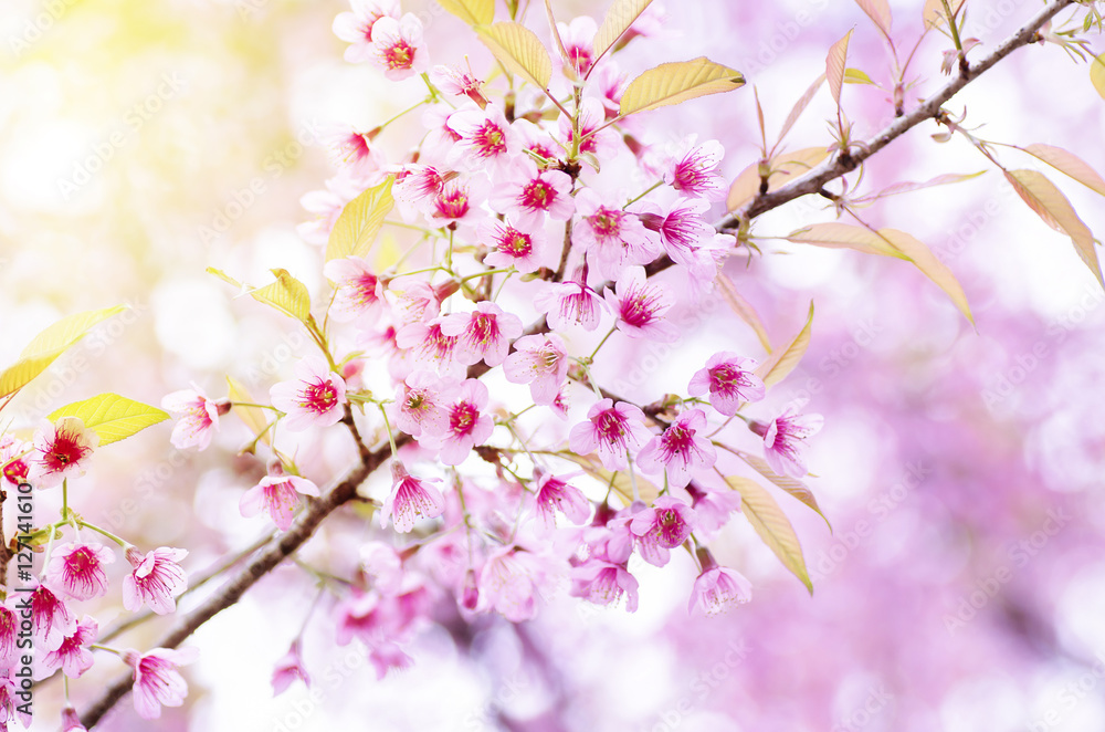 Pink cherry blossom in winter season,Chiangmai,northern of Thailand