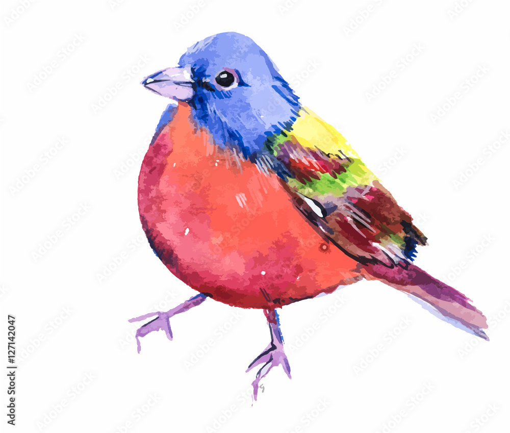 Bird colored bunting. Small colorful bird. Watercolor hand drawing
