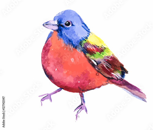 Bird colored bunting. Small colorful bird. Watercolor hand drawing