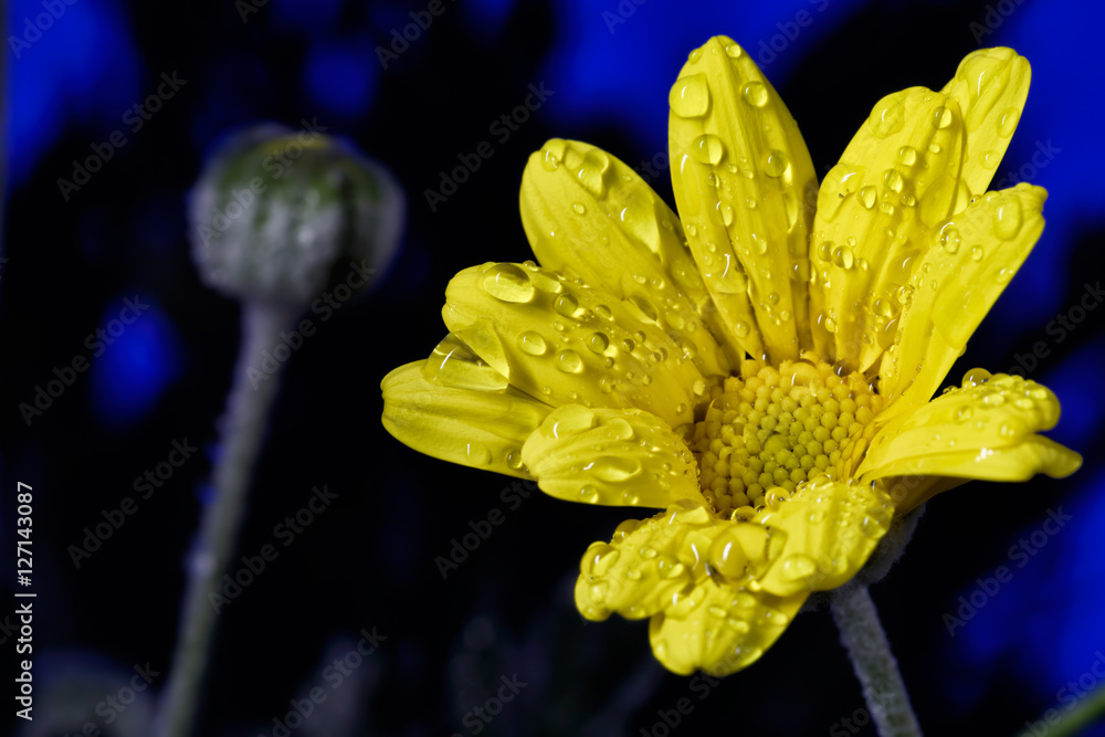 The concept of macro beauty of flowers V The concept of macro beauty of flowers V
