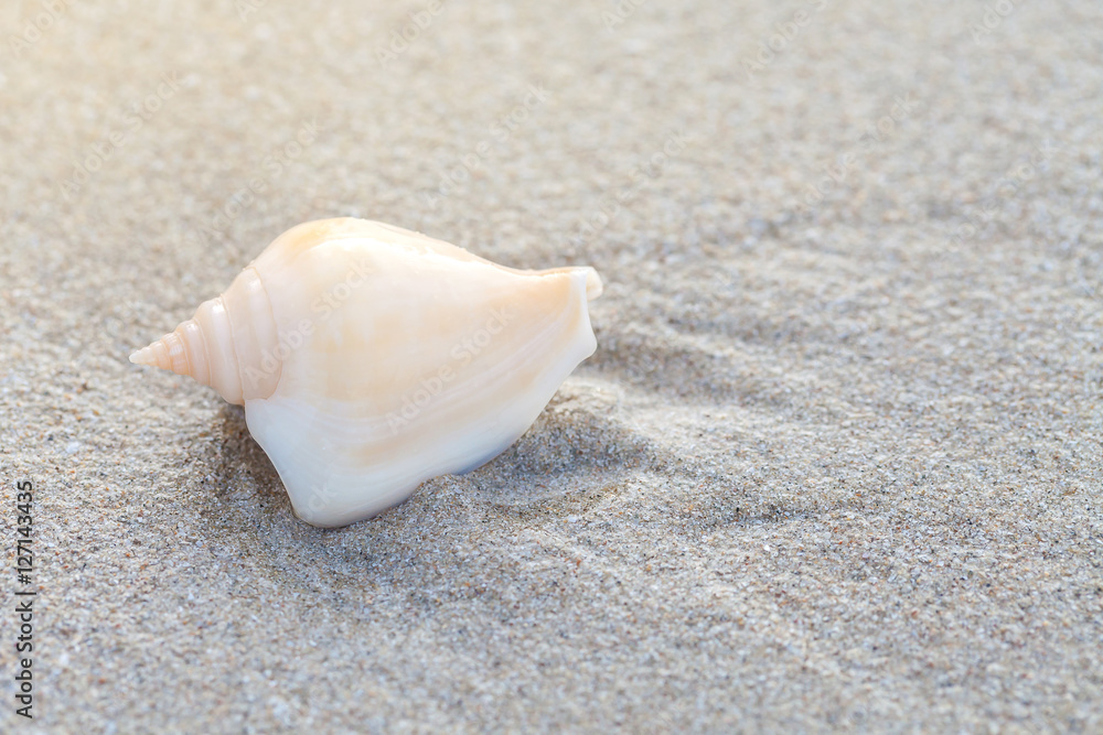 shells on the sand
