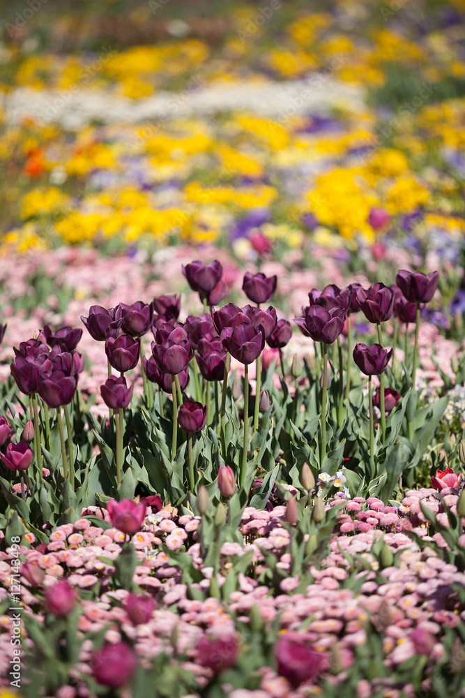 Colorful Tulip Flowers