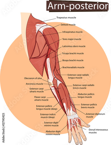 Vector illustration of Arm anatomy