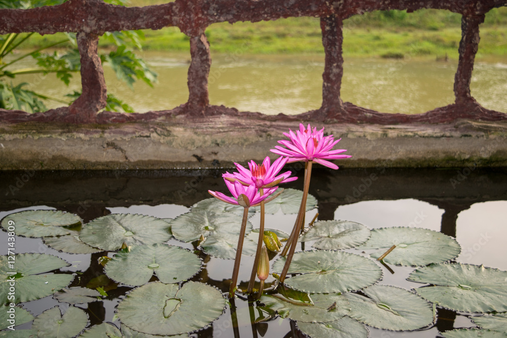 Pink Lotuses in a pond