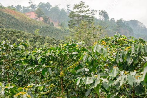Obraz na płótnie Coffee beans at a mountain plantation in Vietnam w salonie