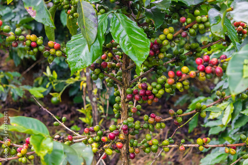 Obraz na płótnie Coffee beans at a plantation after rain in Vietnam w salonie
