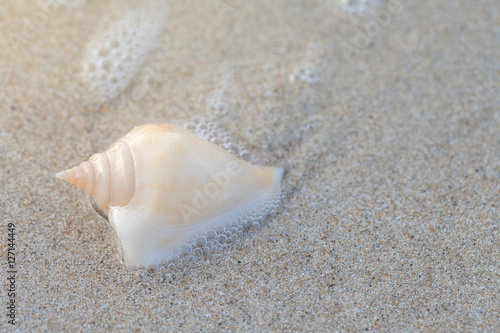 shells on the sand © SINSU1980
