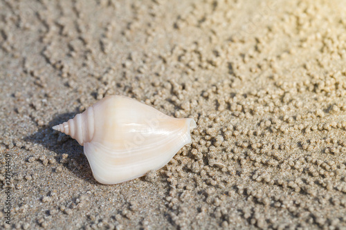 shells on the sand