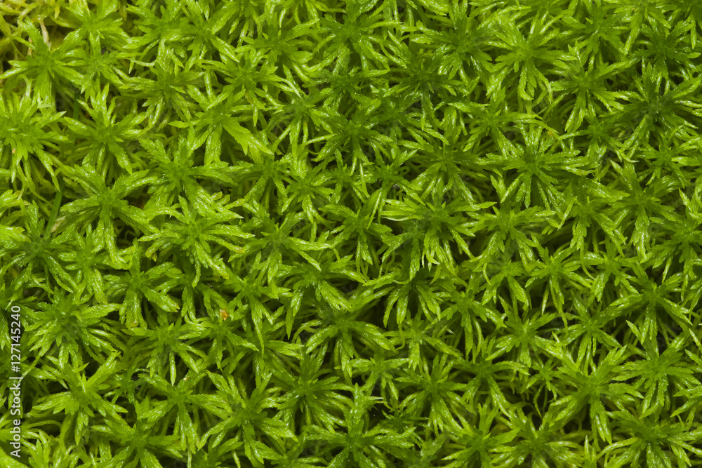 Green moss texture or background macro, selective focus, shallow DOF Green moss texture or background macro, selective focus, shallow DOF