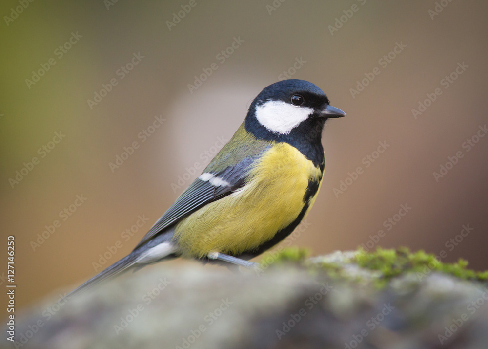 Fototapeta premium Parus major, Great tit