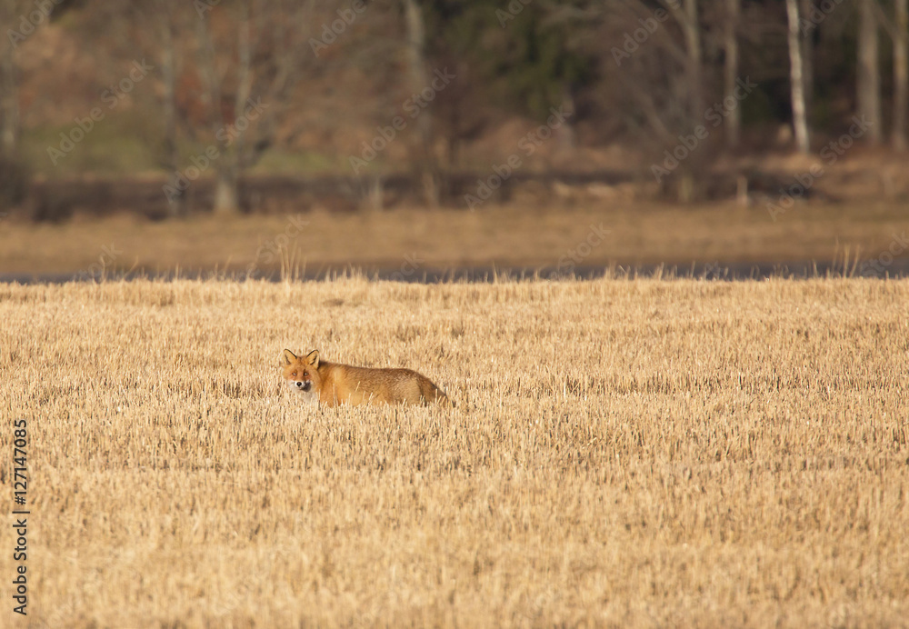 Fototapeta premium Red fox (Vulpes vulpes)