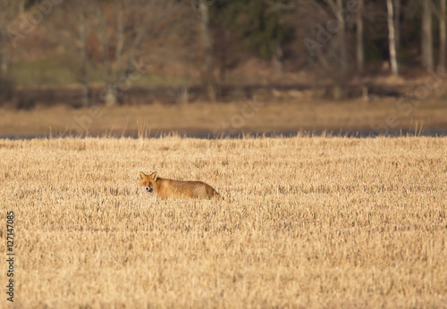 Red fox (Vulpes vulpes) photo