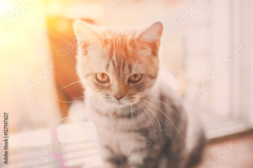 pets, close up of unhappy angry scottish fold kitten on home background