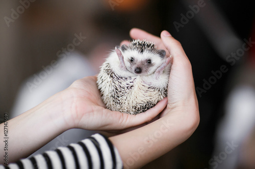Set. small prickly hedgehog in the hands of people