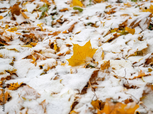 Has covered the yellow fallen-down autumn leaves with the first snow in the park in October.