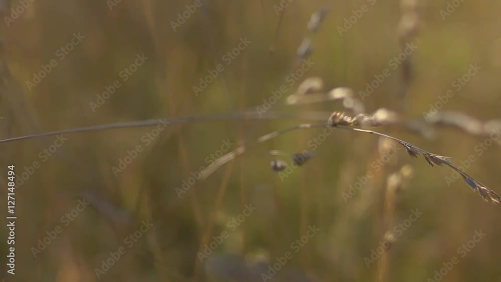 female hand in grass field female hand in grass field